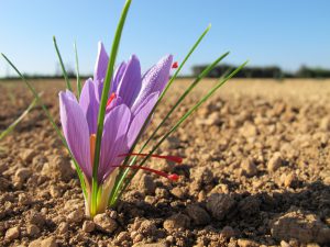 Culture du safran : fleur du Crocus Sativus