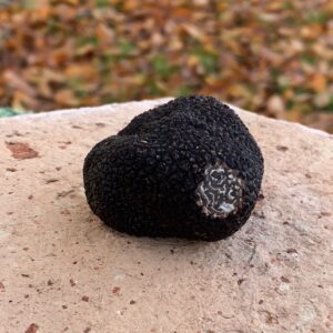 Truffe noire Berry 3 sens