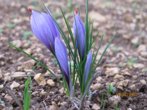 fleur safran Récolte du safran : les fleurs de Crocus Sativus Linne