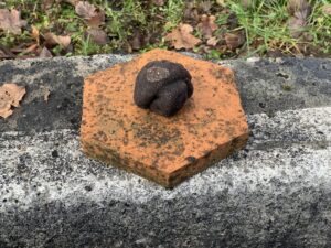 conservation de la truffe noire